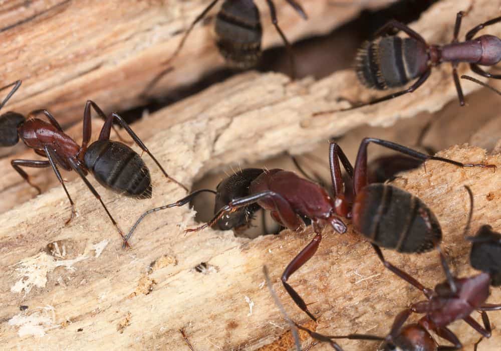 7 Common House Bugs in Oregon You Need To Watch Out For