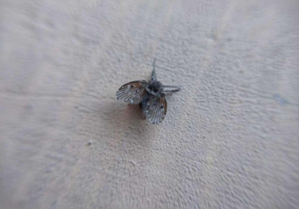 common house bugs in Texas