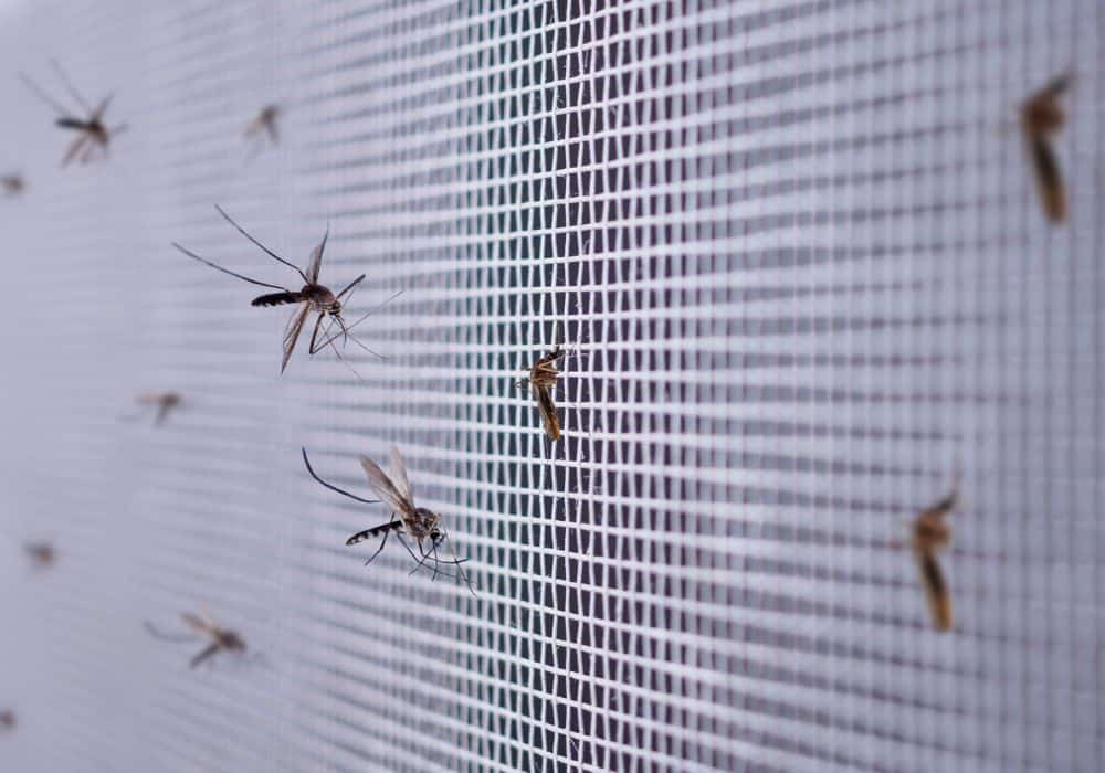 6 Common House Bugs in Vermont You Need To Watch Out For