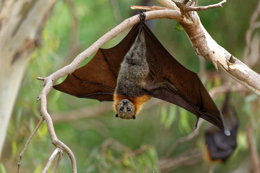 Do Bats Lay Eggs? (Comprehensive Guide)