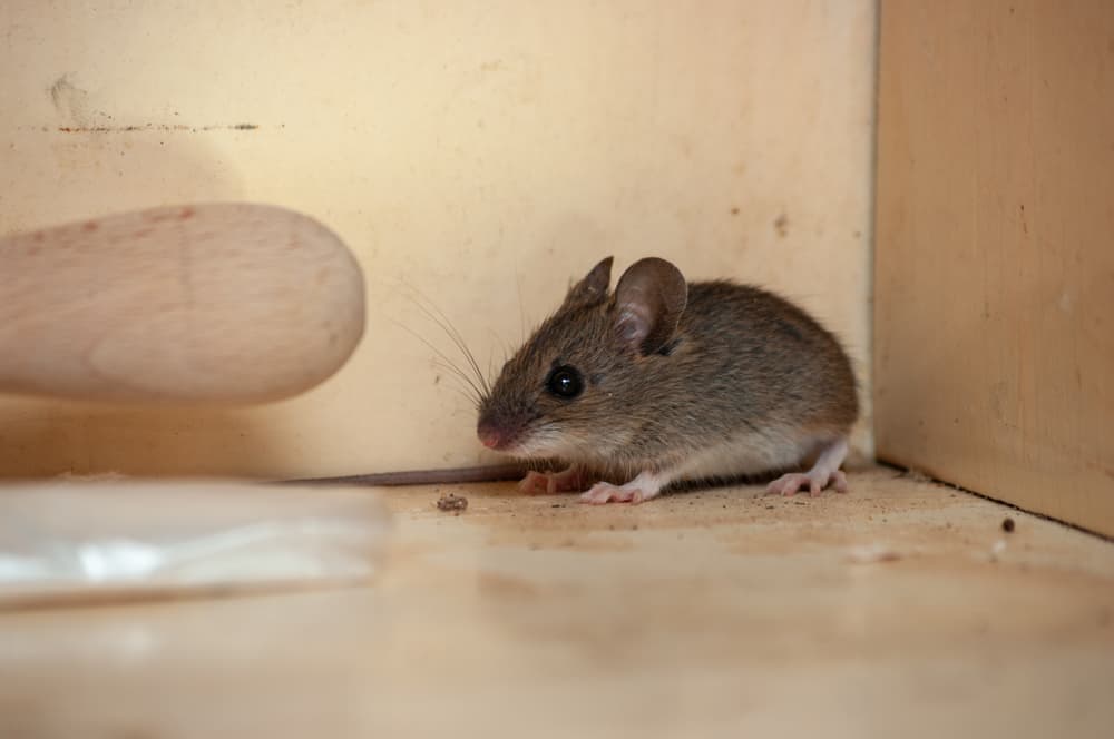 Do Mice Come Out During The Day? (Infestation Signs)