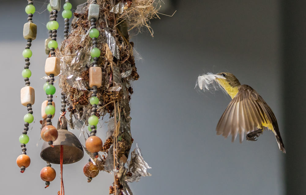 Do Wind Chimes Scare Birds? (All You Want To Know)