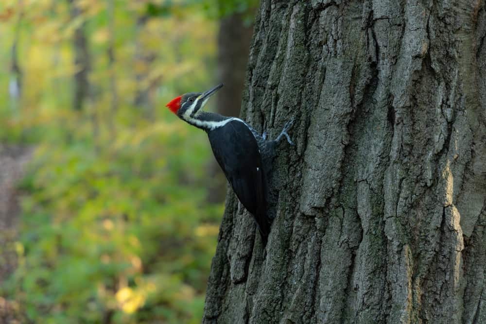 Do Woodpeckers Peck At Night? (Detailed Explanation)