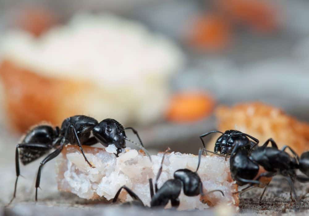 ­How Do I Get Rid Of Ants In Car? (5 Effective Things To Try)