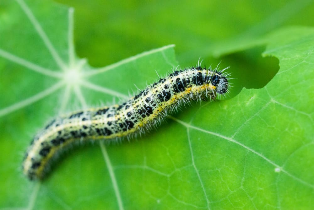 How To Get Rid Of Caterpillars Outside My House? (9 Ways)