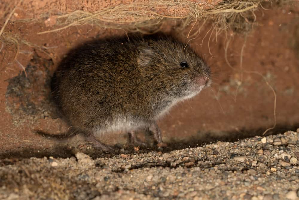 How To Get Rid Of Voles In Your Yard? (A Simple Guide)