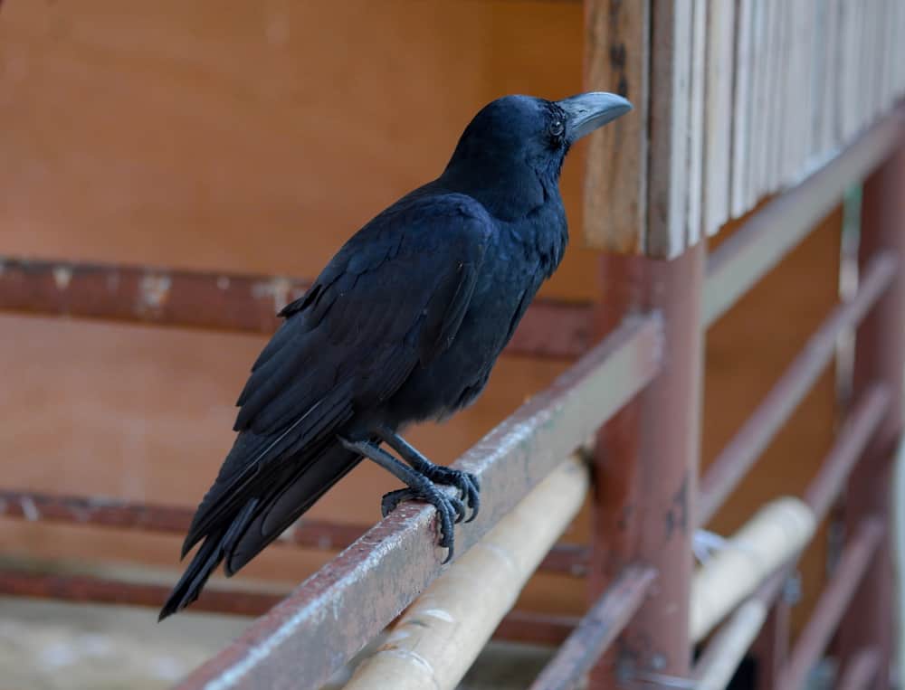 How To Keep Crows Away? (9 Effective Ways)