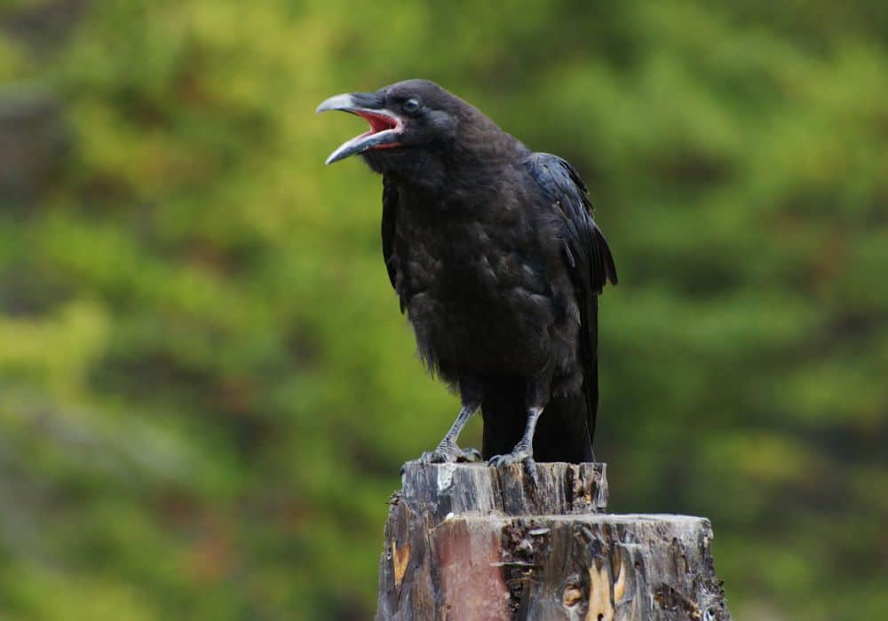 let's look at the superstitions behind crows that caw