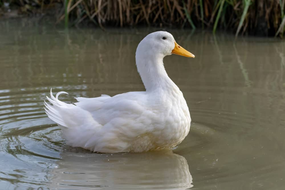 What Smell Do Ducks Hate? (Top 8 Scents)