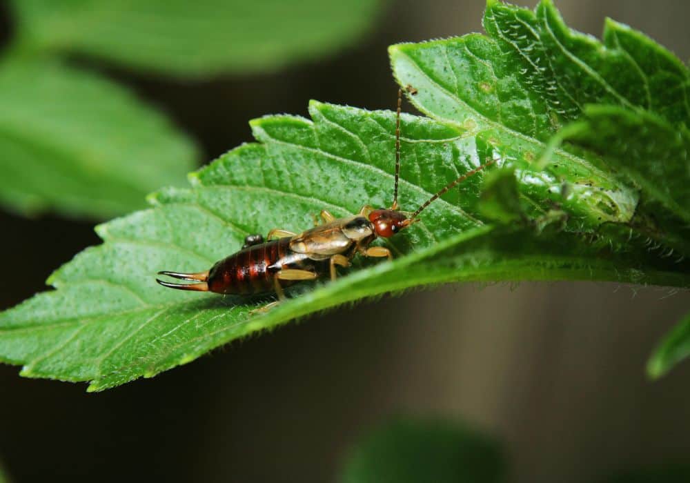 What smells do earwigs hate? (Top 6 Scents)