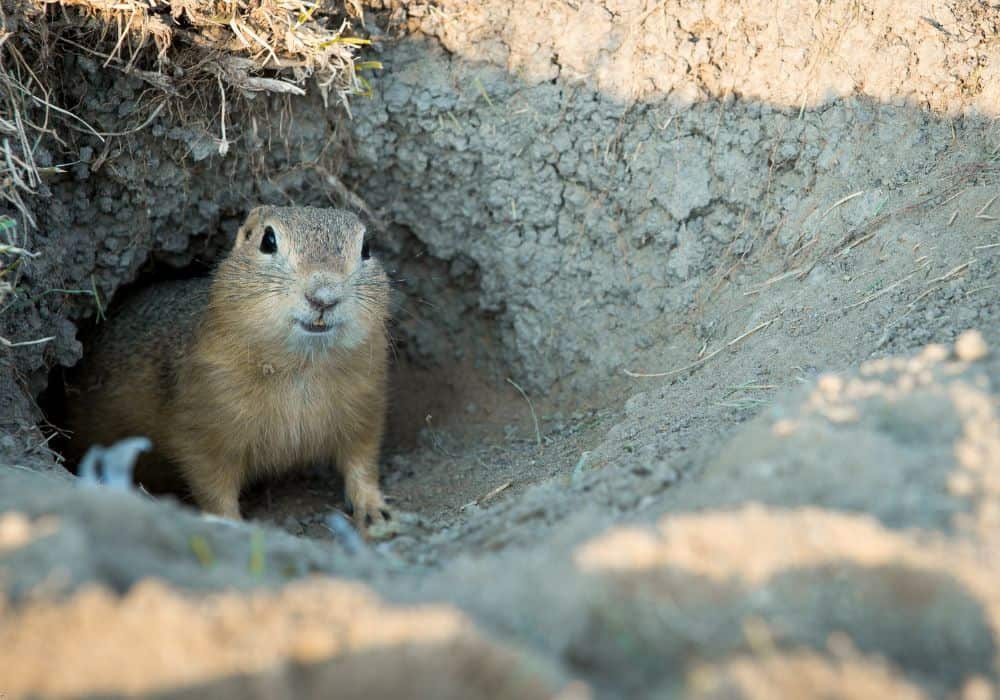 What Smell Do Gophers Hate? (Top 10 Scents)