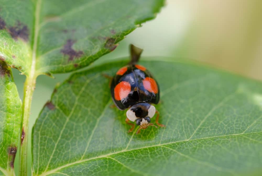 What Smell Do Ladybugs Hate? (Get Rid Of Them Naturally)