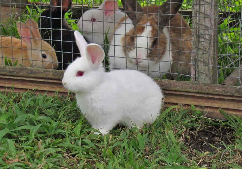 What Smell Do Rabbits Hate? (12 Scents)