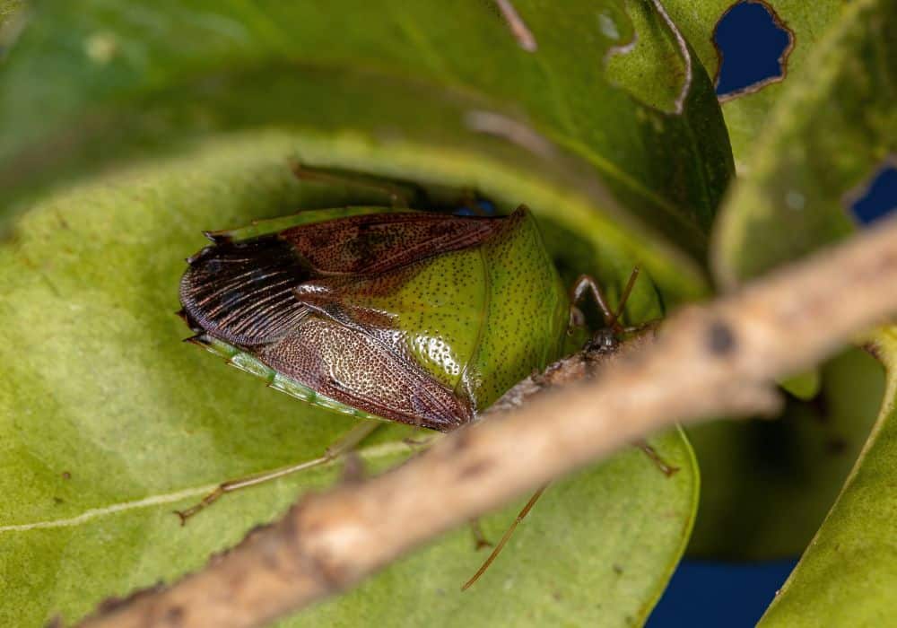 What Smell Do Stink Bugs Hate? (Top 9 Scents)