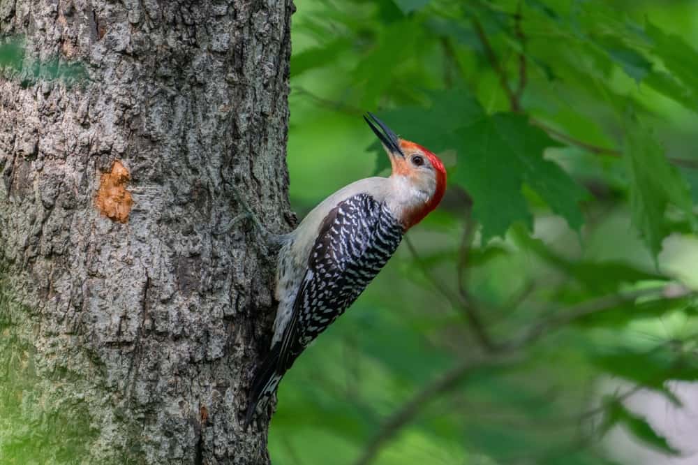 What Smell Do Woodpeckers Hate? (A Safe Guide)