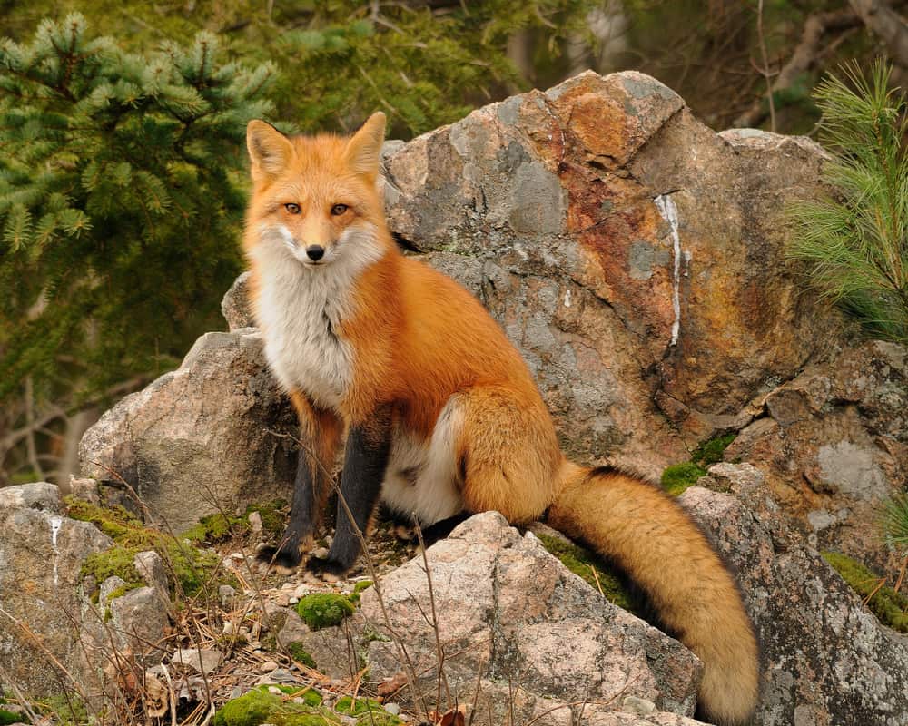 Where Do Foxes Live? (And More Fox Facts)