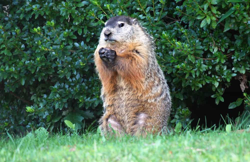 Woodchuck VS Groundhog: Is There a Difference?