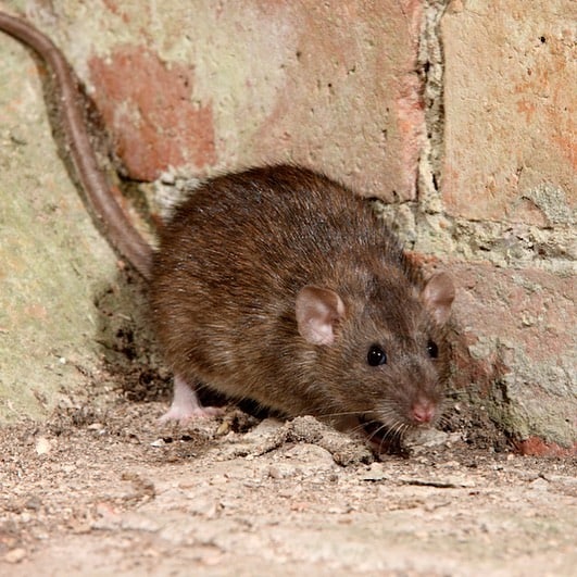 10 Home Remedies to Deal with Rodent Infestation in Your House