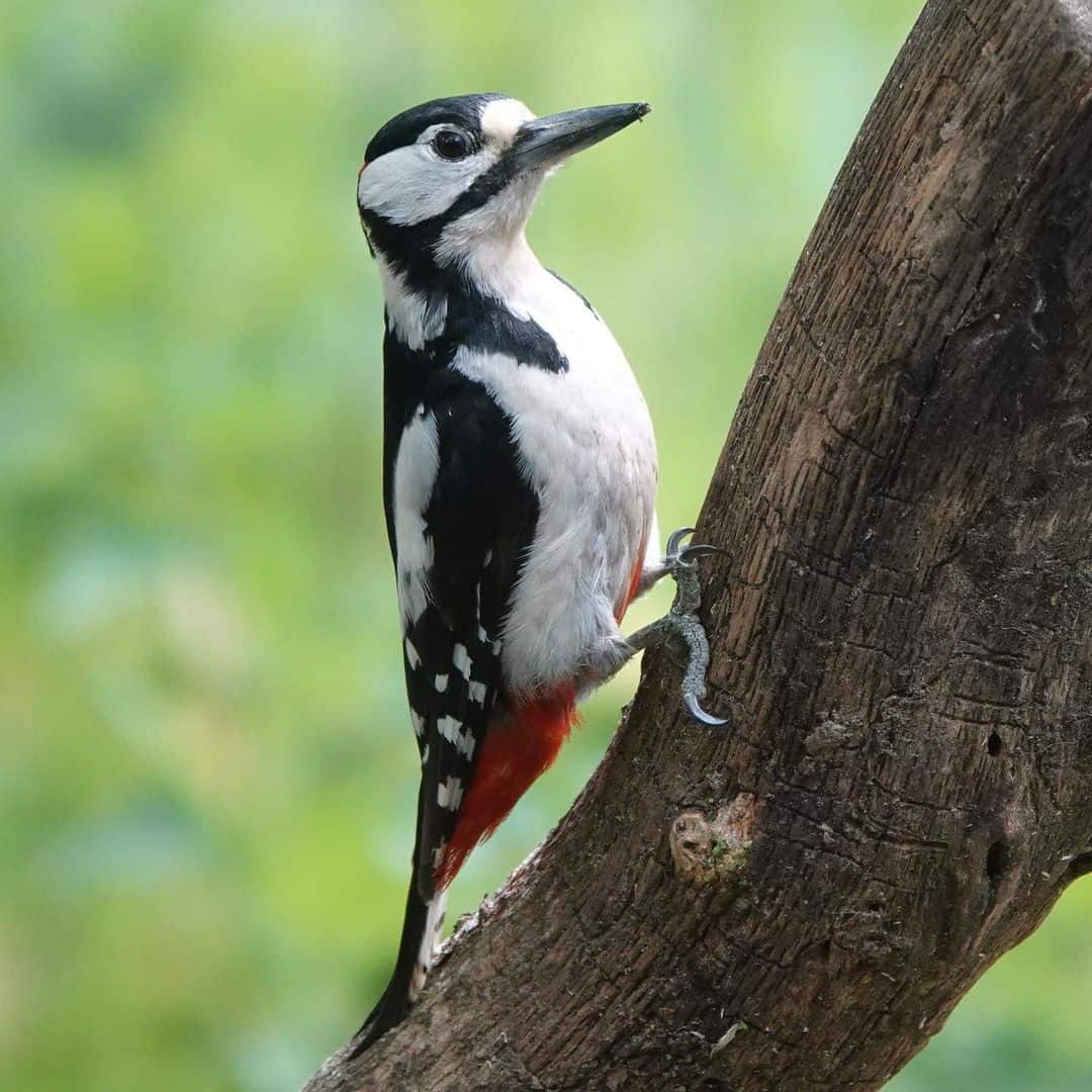 5 Effective Ways to Get Rid of Woodpeckers