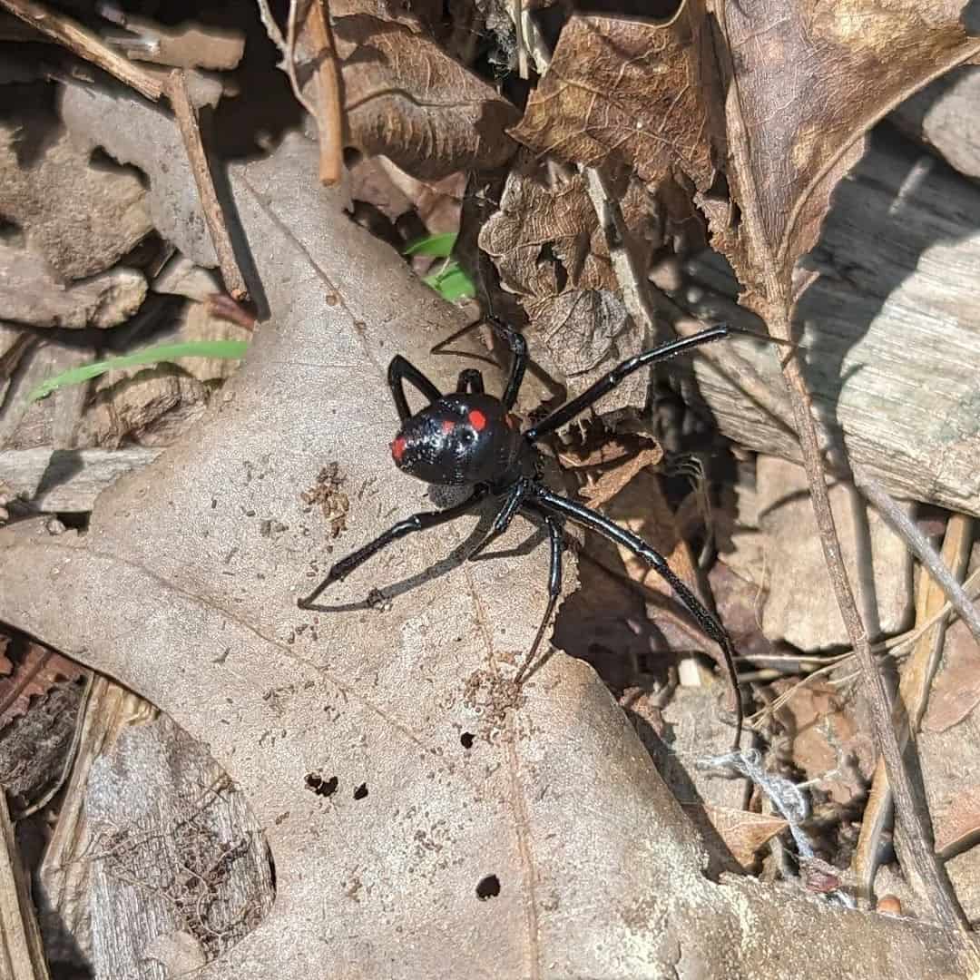  Black Widow Spider