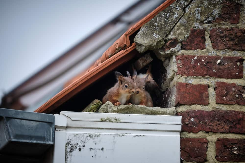 How To Get Squirrels Out of the Walls of the House