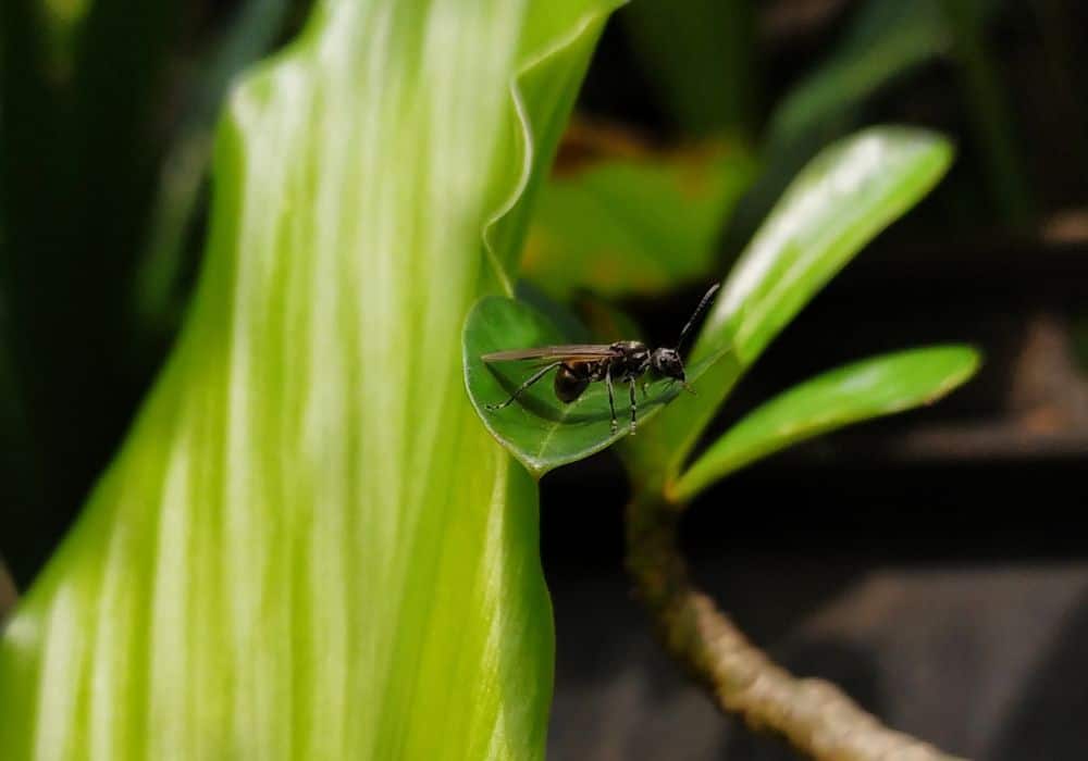 How to Get Rid Of Flying Ants Naturally