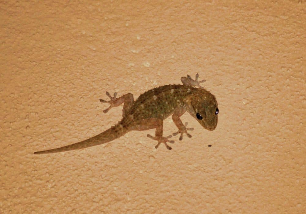 How to Get Rid of Gecko in House? (Easy, Fast, & Effective Ways)