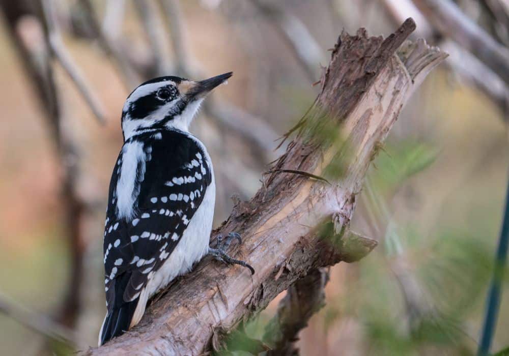 How to Get Rid of Woodpeckers? (5 Effective Ways)