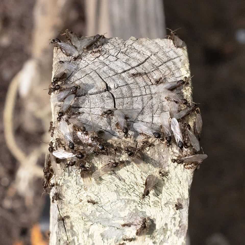 What Are Some Natural Ways To Get Rid Of Flying Ants?