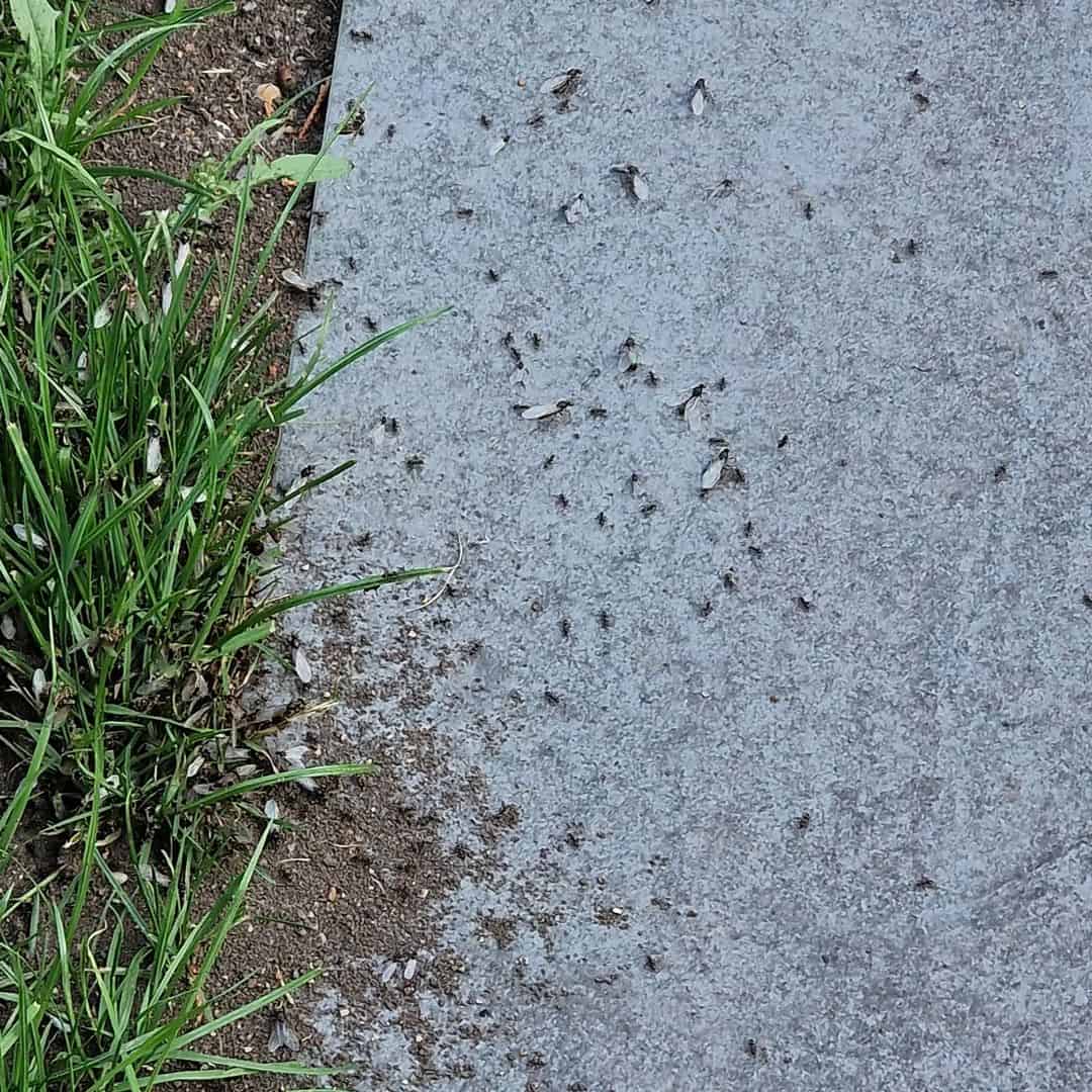 What Are Some Other Ways To Get Rid Of Flying Ants?