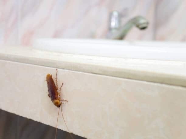 What Are Some Ways To Get Rid Of Water Bugs