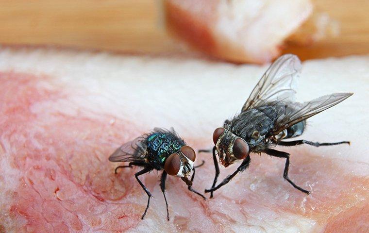 What Keeps Flies Away from Your Garbage Can