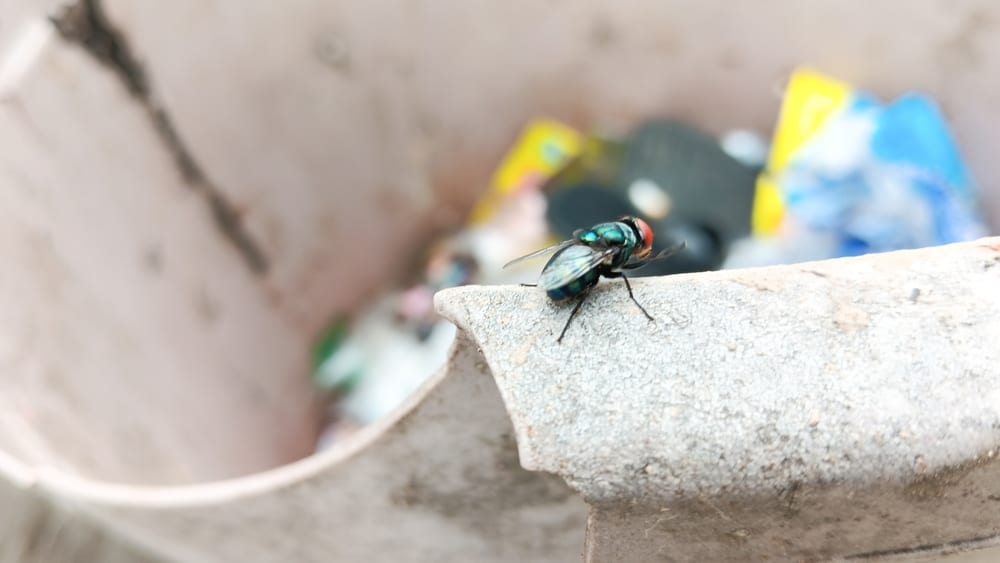 how to keep flies out of garbage can