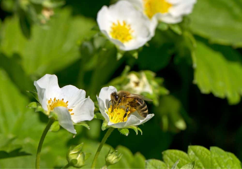 7 Most Popular Plants That Repel Bees And Wasps
