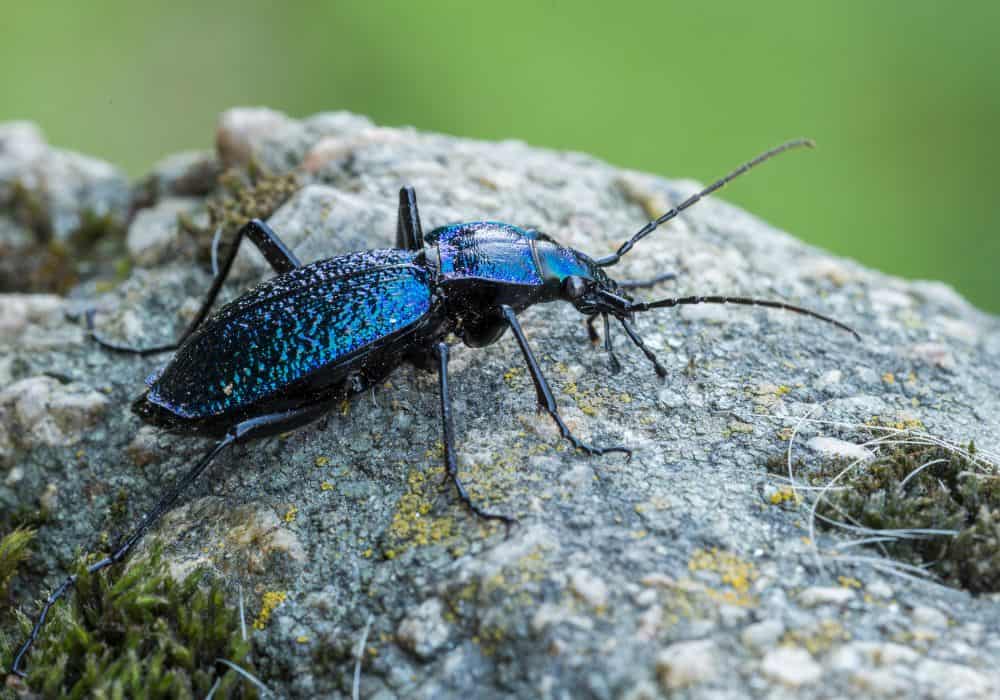 4 Major Ways to Get Rid of Ground Beetles
