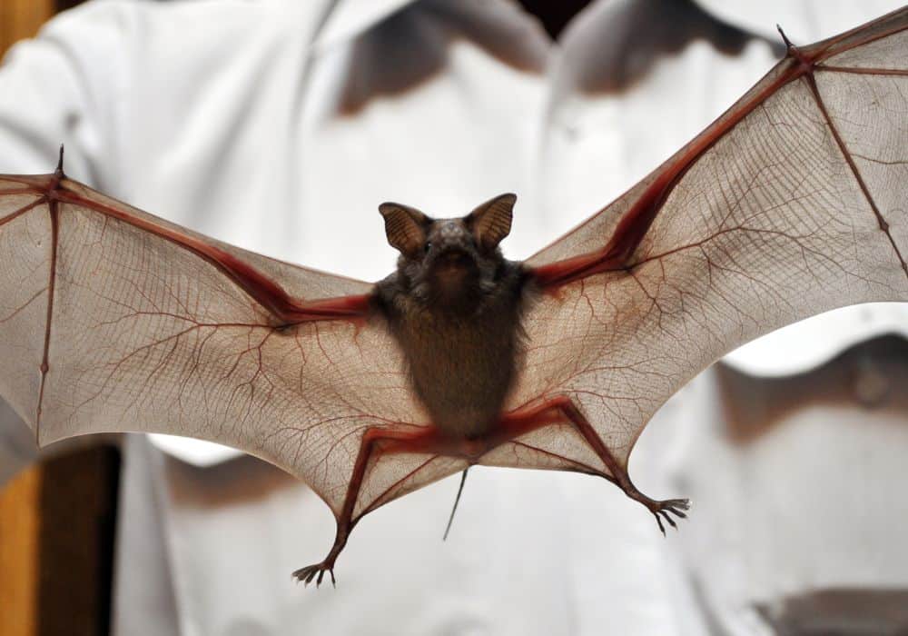 5 Home Remedies to Get Rid of Bats Quickly