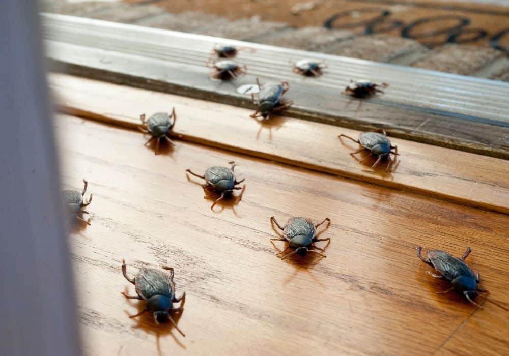 5 Home Remedies to Get Rid of Roaches Overnight