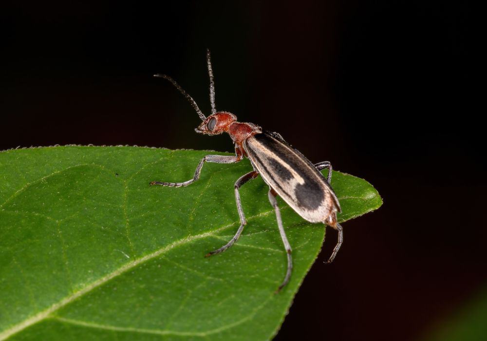5 Proven Ways to Get Rid of Blister Beetle Infestation