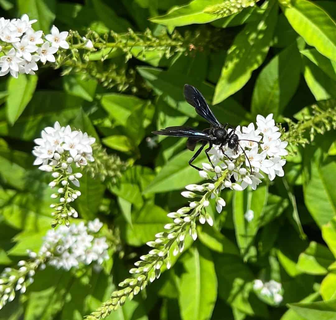 6 Effective Ways to Get Rid of Great Black Wasps
