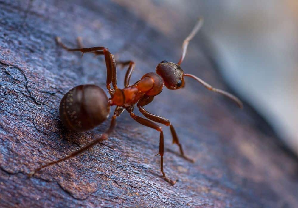 Are Ant Bites Harmful to Dogs