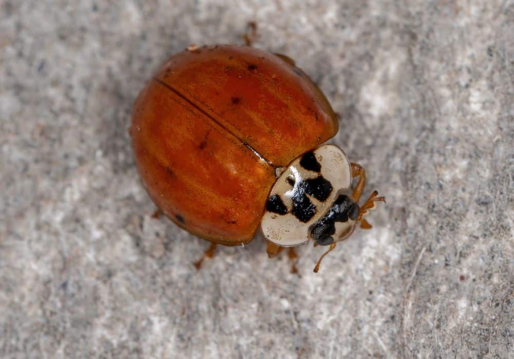 Are Asian Lady Beetles Dangerous