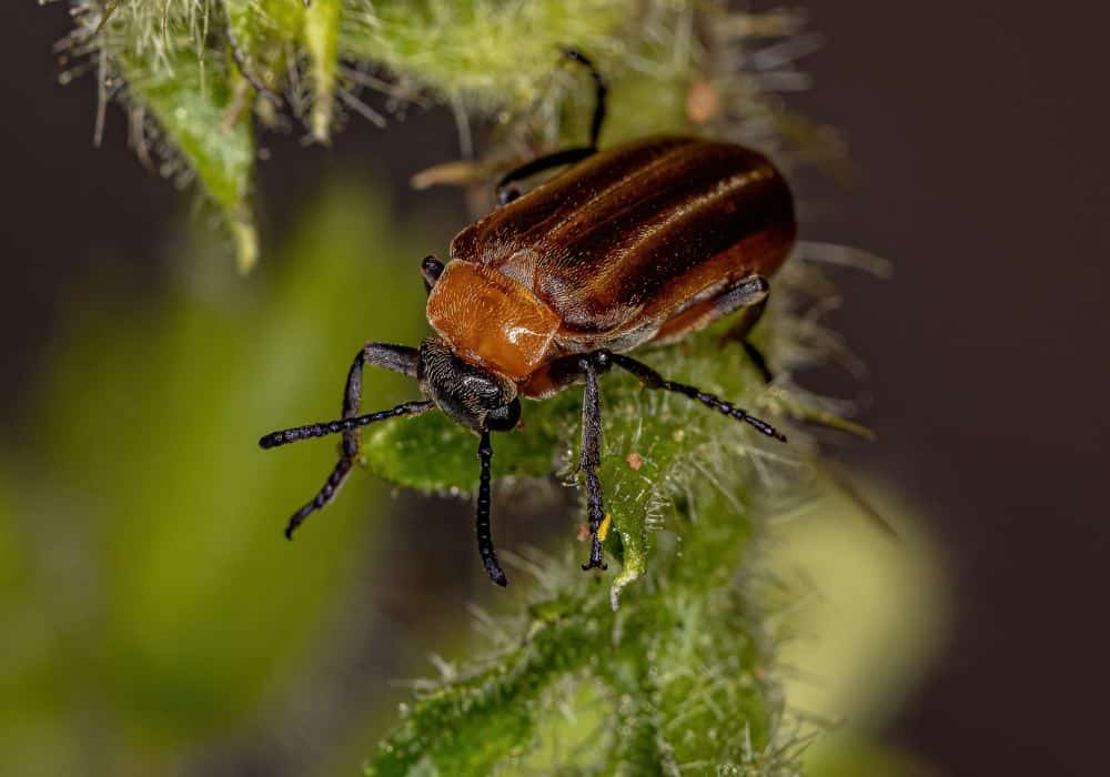 Are Blister Beetles Dangerous