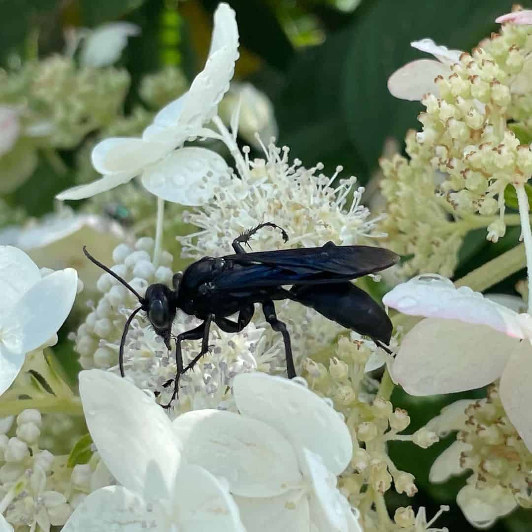 Are Great Black Wasps Dangerous to Humans?