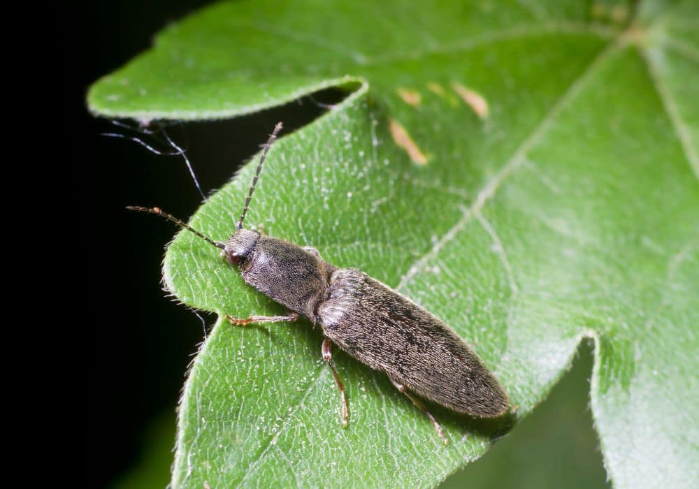 Are click beetles dangerous to you, your pets, or your home