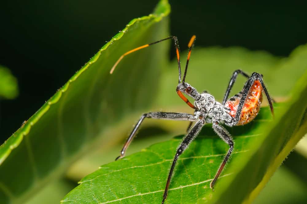 how to get rid of assassin bugs