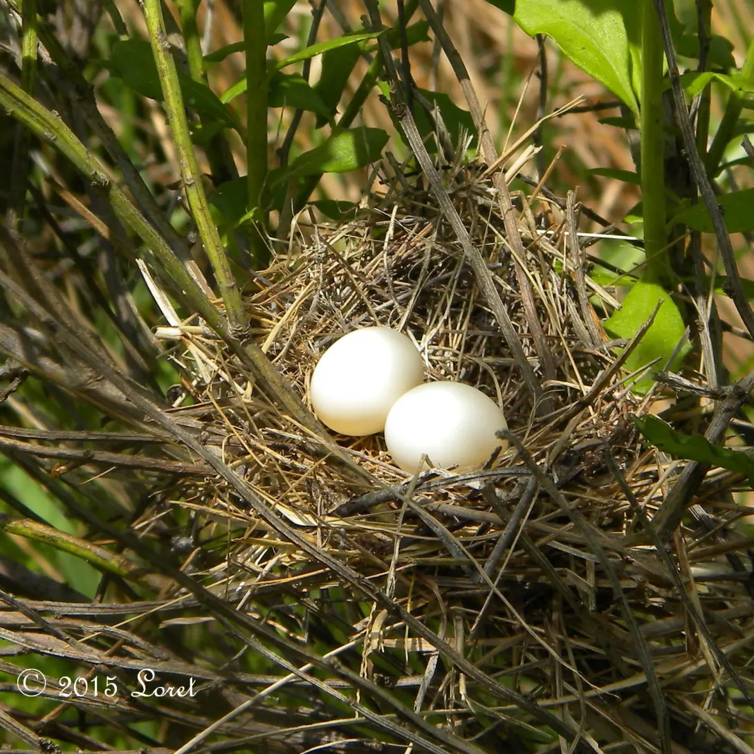 Common Ground Dove’s Nest in the grass