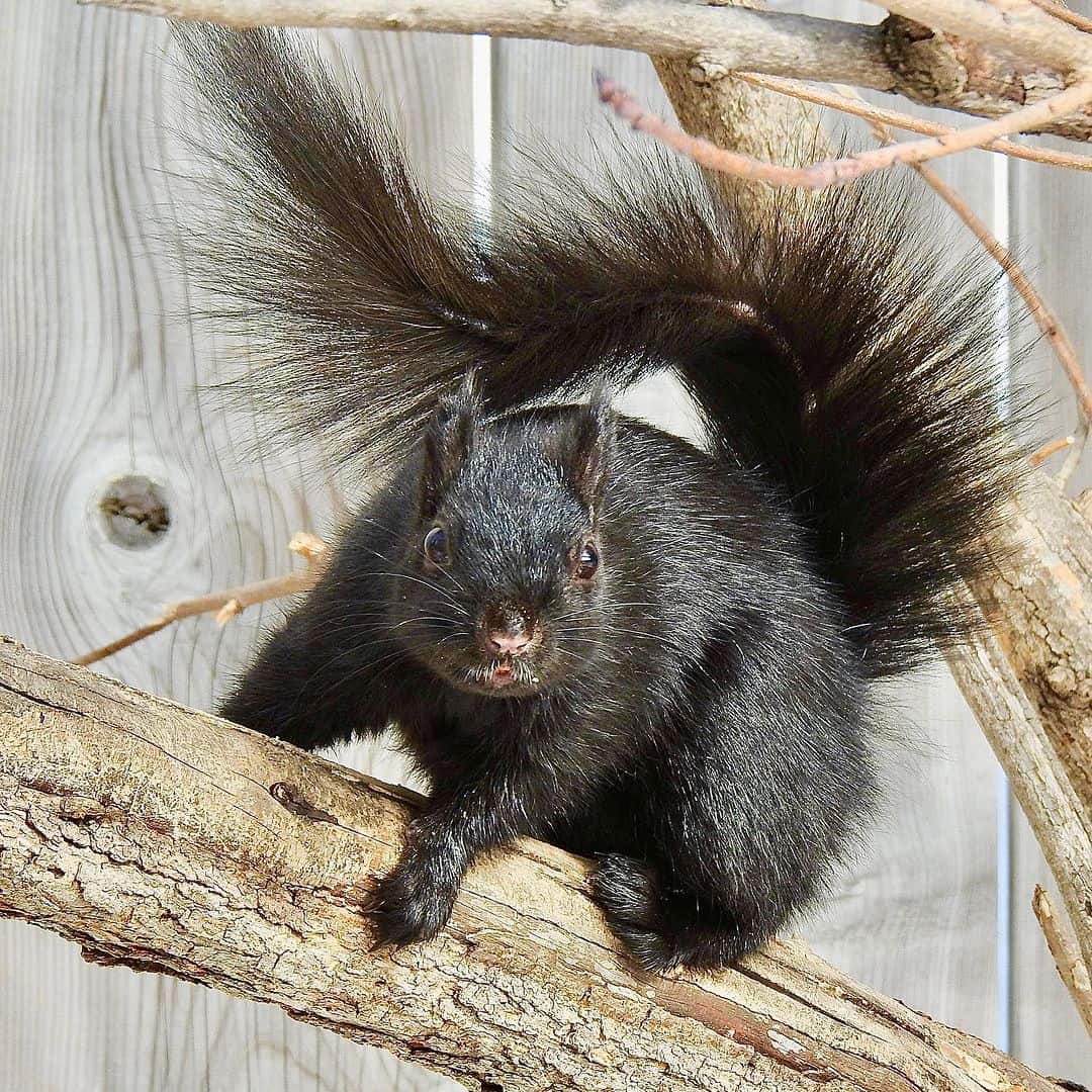 Do Black Squirrels Attack Humans?