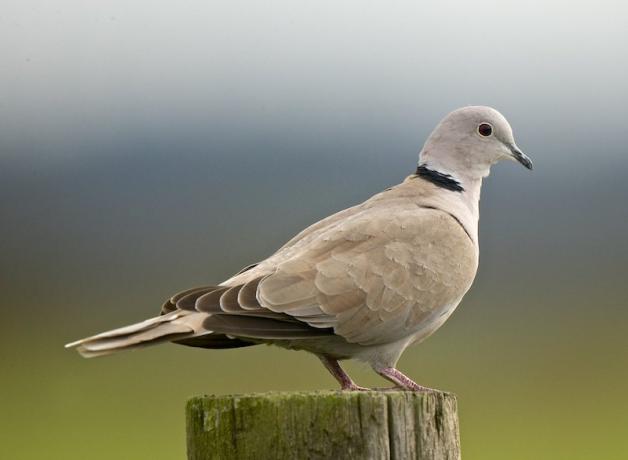 Eurasian Collared Dove