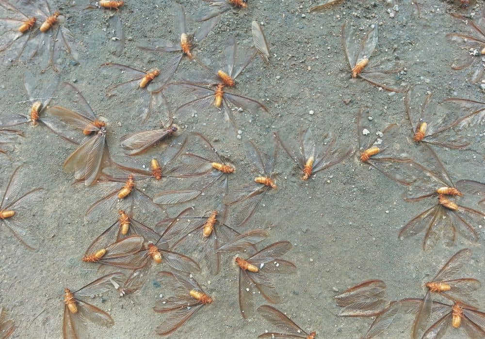 Get Rid of Flying Termites Naturally