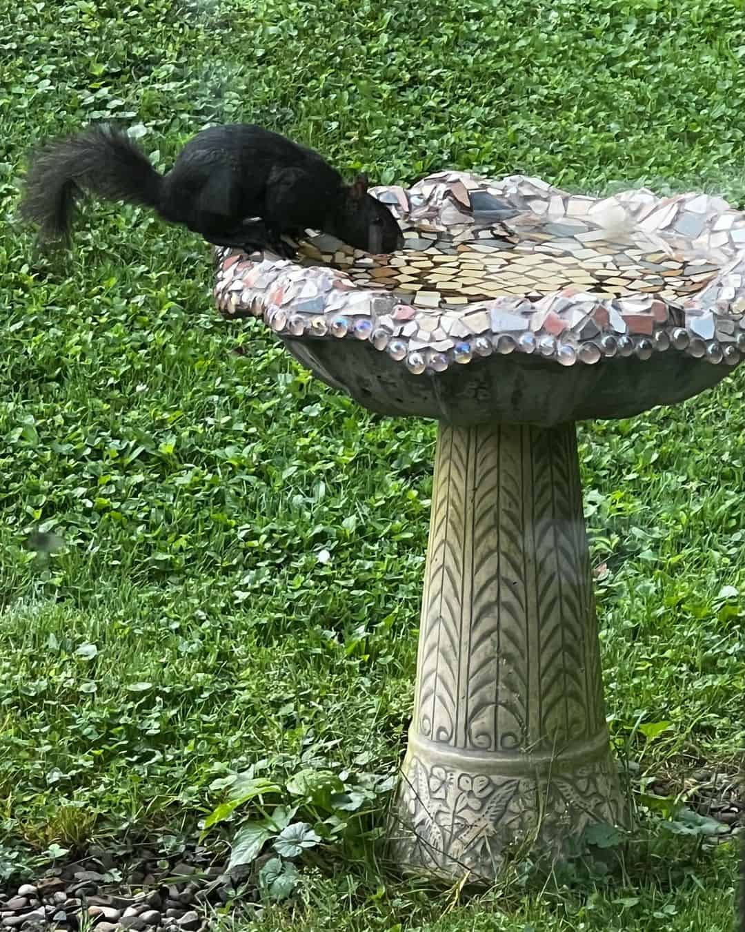 Help! Why is there a Black Squirrel in my Garden?